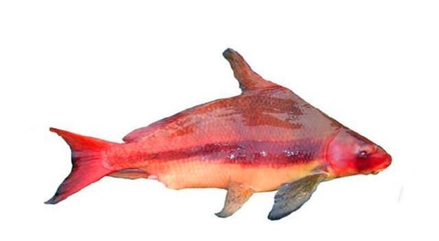  漂亮：全国最漂亮的一种鱼“亚洲美人鱼”，为何离开了江水就活