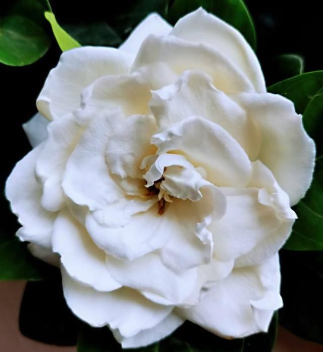  『养护栀子花』养栀子花，要注意3多1少，花大又稠密