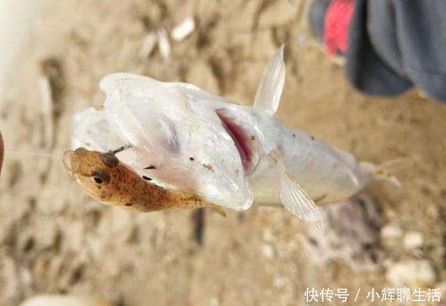 炎热的天气在冰凉的泉水里钓鱼，渔获虽少但给钱都不卖