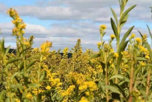 农村野菜，农民看到就想拔掉，不知它是价值很高的稀罕物