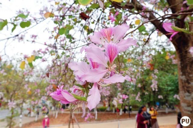 靓！佛山周边1500株樱花已盛开，最美的春天在这里~