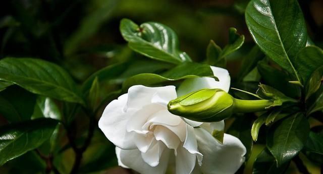  #预防#栀子花叶子发黄，这三点引起的，教你几招学会预防