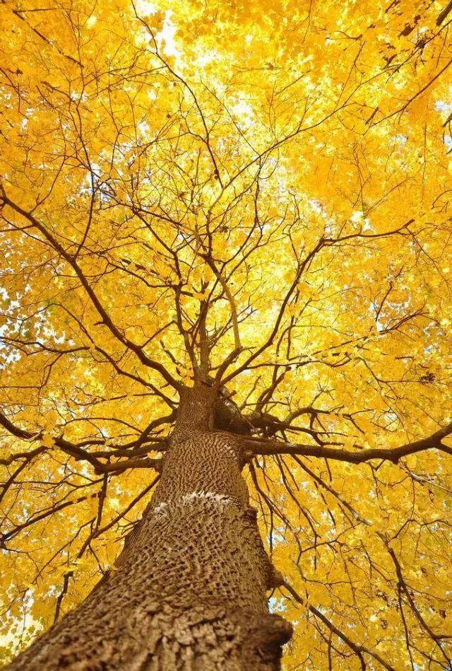 如何拍好银杏？看看大师级是如何拍摄的