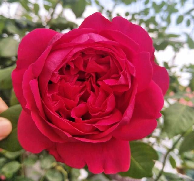 『红龙』红龙月季花苞总是有黑斑就是不绽放是怎么回事3个原因不能忽视