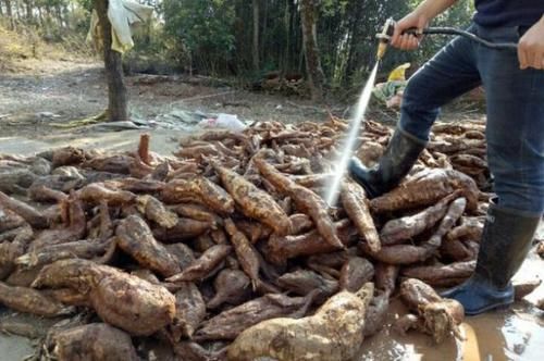  「绿色食品」50年前喂猪的“野草”，农民吃到吐，如今当绿色食