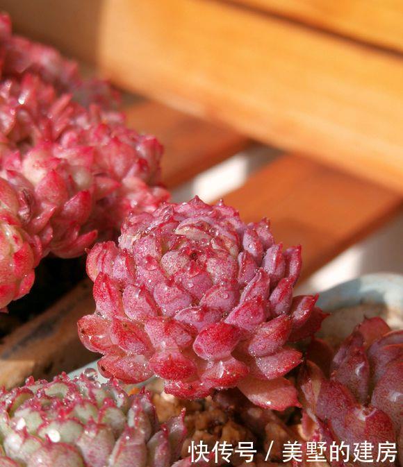 适得其反|养多肉,不要有“求快”心理,循序渐进,求快小心“适得其反”