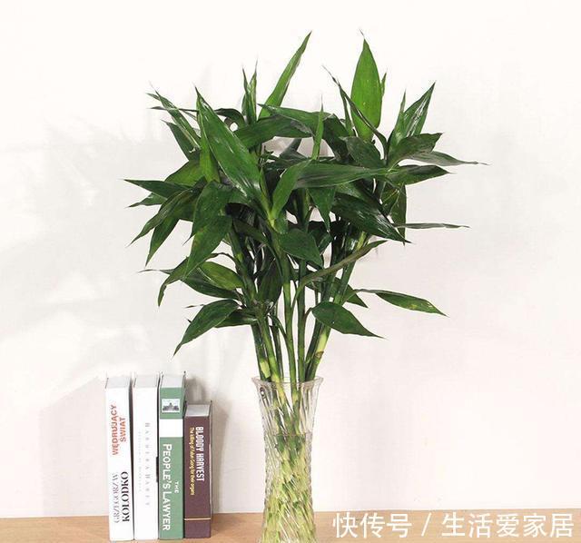 『富贵竹』新买的富贵竹一种做法,10天长满根系,再也不担心发黄