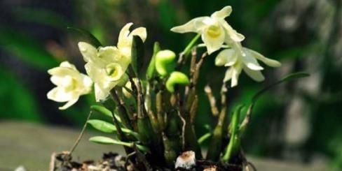  『常见』石斛浇水别含糊，除了常见的这2种水，这么“晒”叶绿茎壮花常开