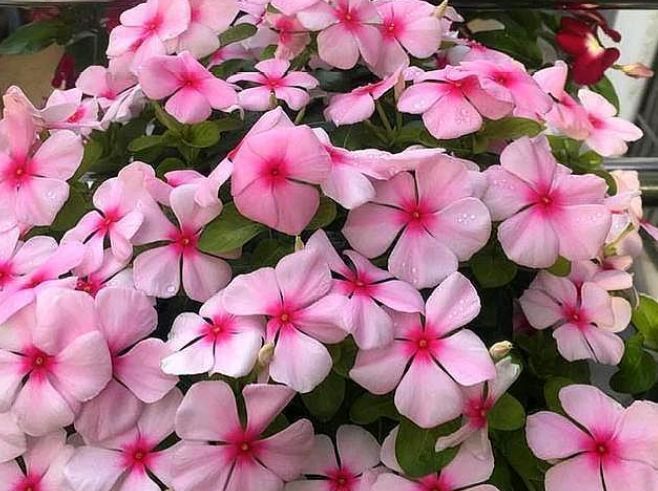 #长春花#4种花被称为“开花王”,沾土就活,轻松开爆盆,四季有花赏!