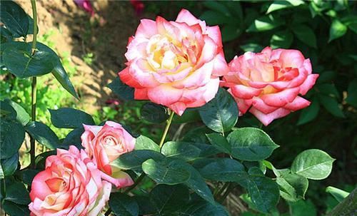  「栽培」美丽的鲜花装饰，世界四大切花，你知道是指哪些花吗？