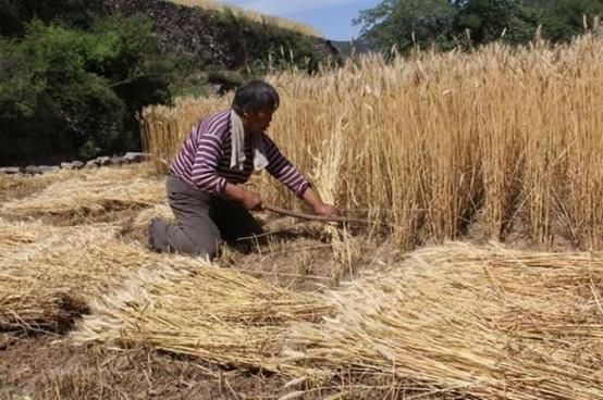 农业的突破口在哪，回农村发展怎么样？