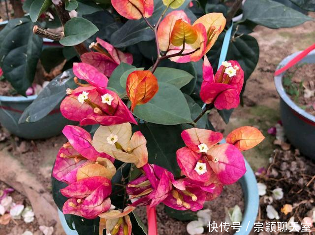 『画报』三角梅画报开完花以后怎么修剪,只修剪花还是修剪掉花梗