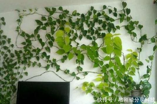 「绿萝」家里油烟机的废油别再丢了,用它养绿萝,叶片长得又多又亮