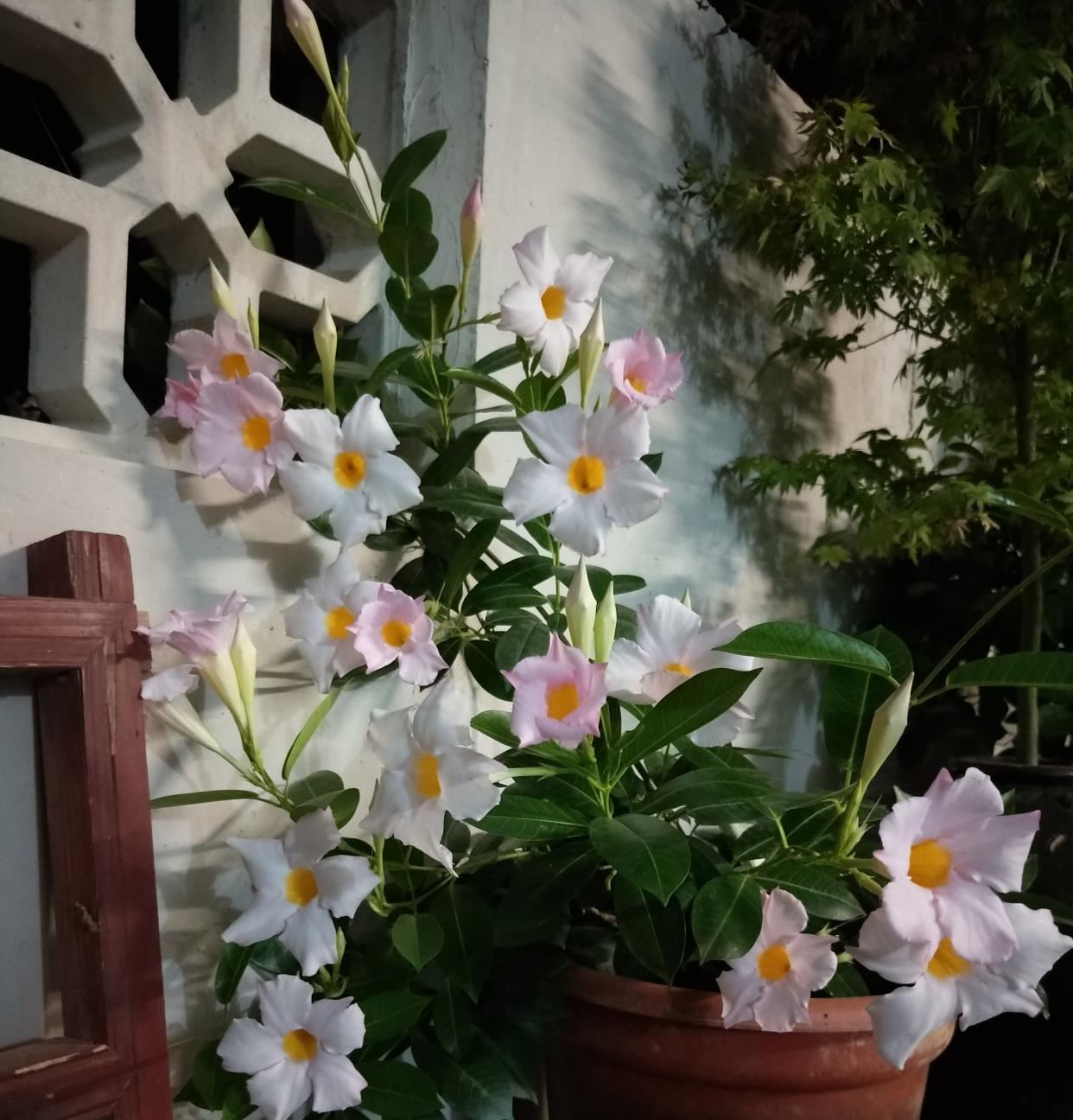  #红蝉花#打造阳台花园，这种花不能少，花量繁多，四季花开，好看又好养