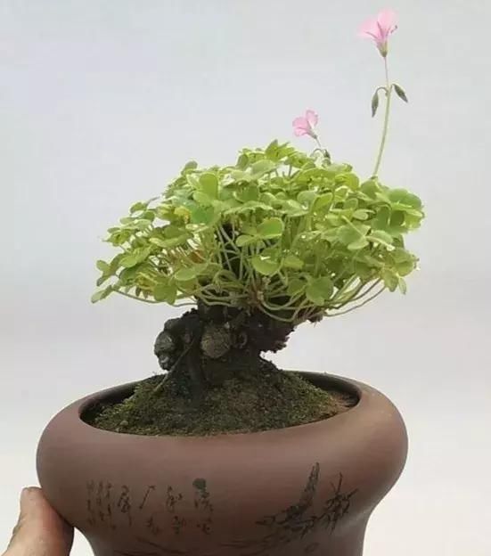  『值钱』马路边常见“3种草”,养花盆里变“盆景”,好看又值钱!