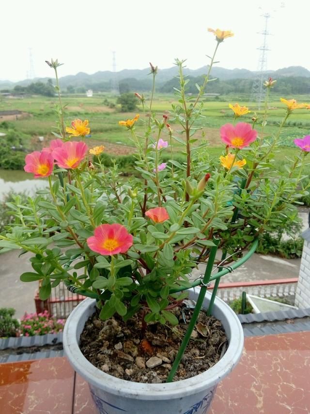  【嫁接】手把手教你嫁接太阳花的图文教程，学会了嫁接五颜六色太阳花