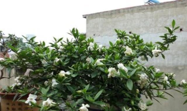  「栀子花」栀子花开，最美的回忆，养好栀子盆栽，这几点尤其要注意
