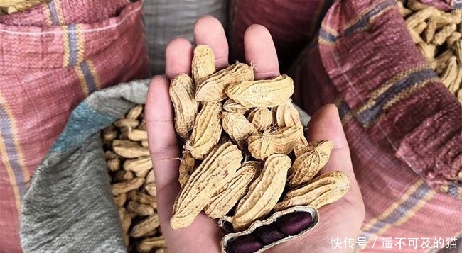  眼红|它是高价“漆黑”果，20元一斤不好买，农民看着眼红却不敢