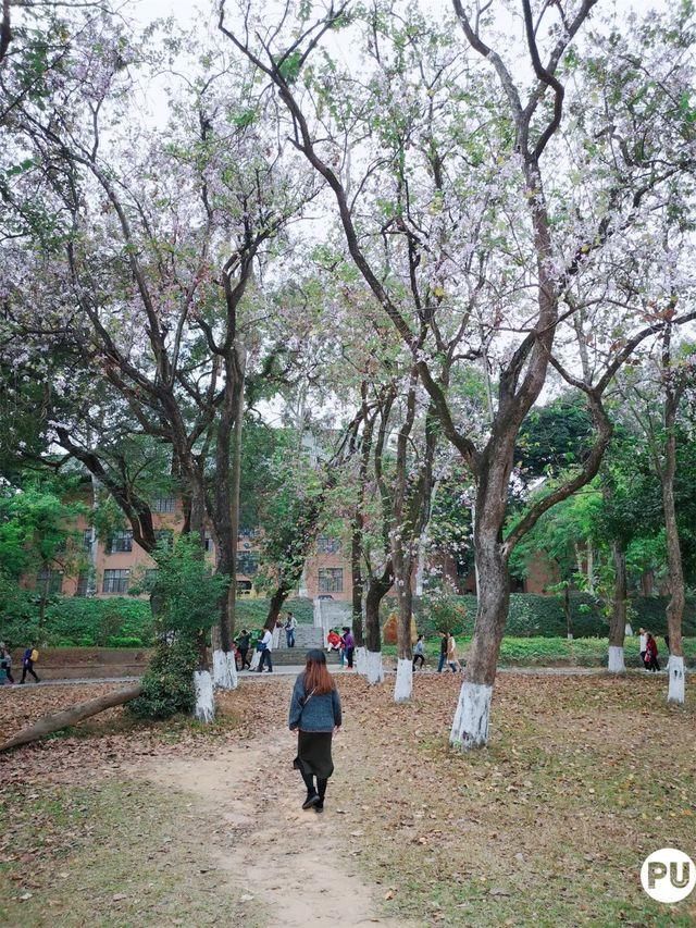 靓！佛山周边1500株樱花已盛开，最美的春天在这里~