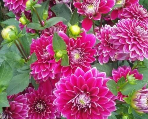  『好运来』3种漂亮的“运势花”，养家里，花开祥瑞好运来，招财纳福福满堂