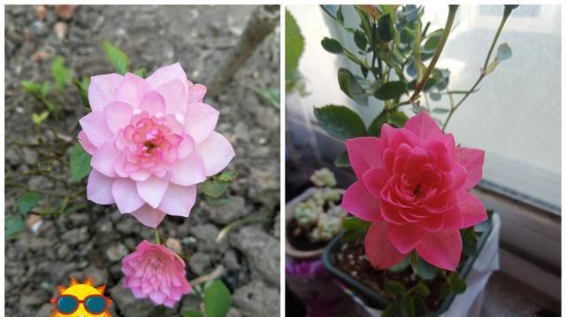 『便宜』这4款植物，便宜又好养，开花鲜艳，一开就是300多天，烂漫迷人眼
