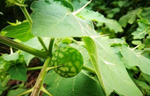  价值：山沟沟一种带刺的野草，名叫“刺天茄”，繁殖快结果子，价值高