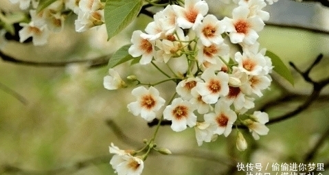  【美日】这东西我国农村随处可见，却被列为战略物资！美日为抢