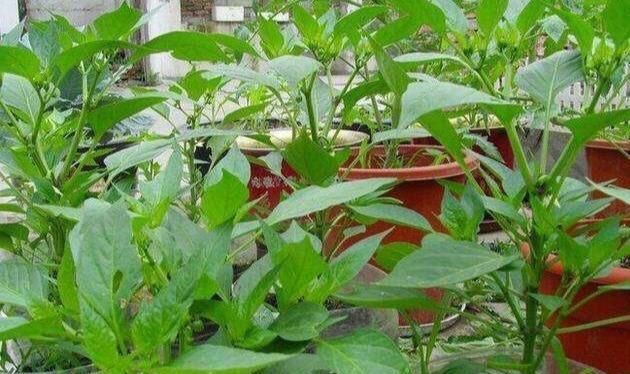  「辣椒」捡回来3个“空油桶”，种辣椒，1棵能结5斤多，足够一家人吃