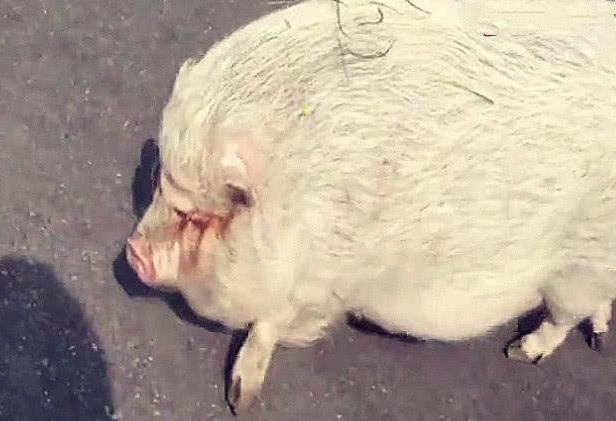 奶奶养了一头猪舍不得吃，8年后儿子进猪圈，眼前一幕令人懵了