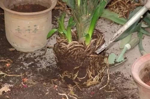  『回家』老园丁告诉我，盆栽植物买回家后，4个步骤处理后可活得更滋润