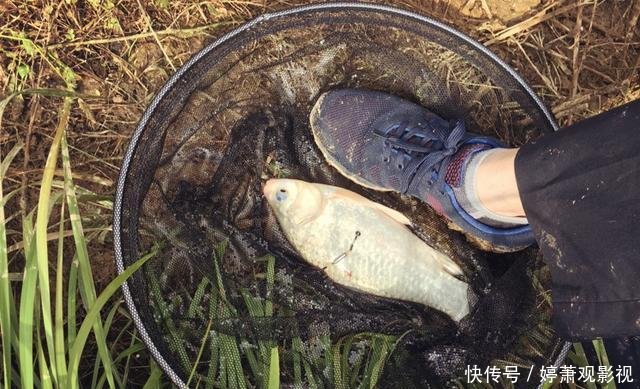  「钓龄」春天最实用的钓法，爆护是分分钟的事情，五年以上钓龄才知道