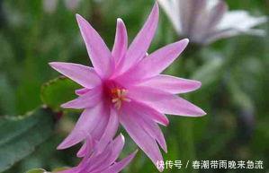  [轻松]如何养护蟹爪兰，掌握这些技巧，养护起来更加轻松