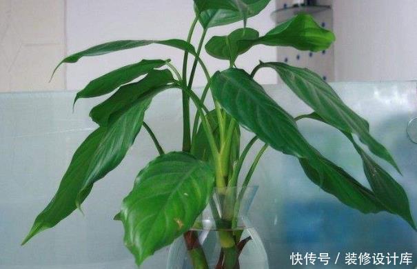  [很快]养花你敢乱养？客厅养这4种花，很快就发财，有钱人一看就懂！
