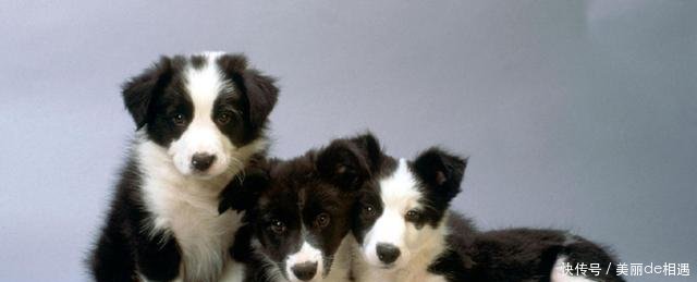 饲养的狗狗身体偏瘦怎么办根据不同的情况,做