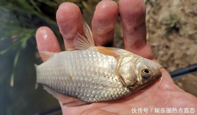 野生鲫鱼|草洞守钓鲫鱼,交配时期作钓鲫鱼方法,钓获20多条金黄色的鲫鱼