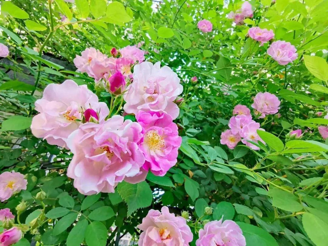 「打卡」蔷薇花开，待君归来|“云打卡”校园网红景点