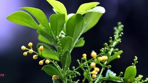 花苞:家养“米兰花”,做好三个前奏,枝繁叶茂,开花数量多