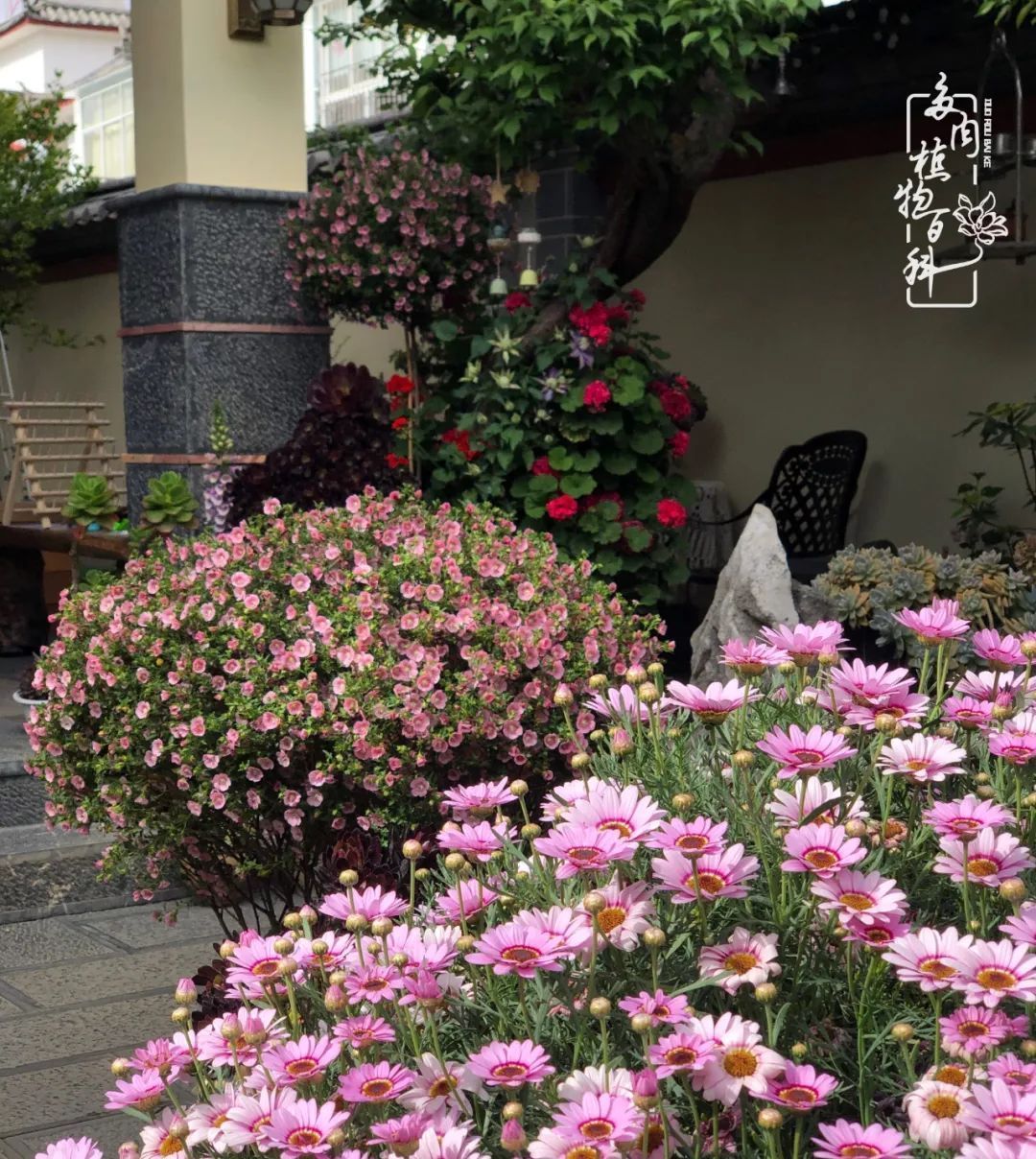  「院里」在茜的多肉小院里,花时间种快乐!