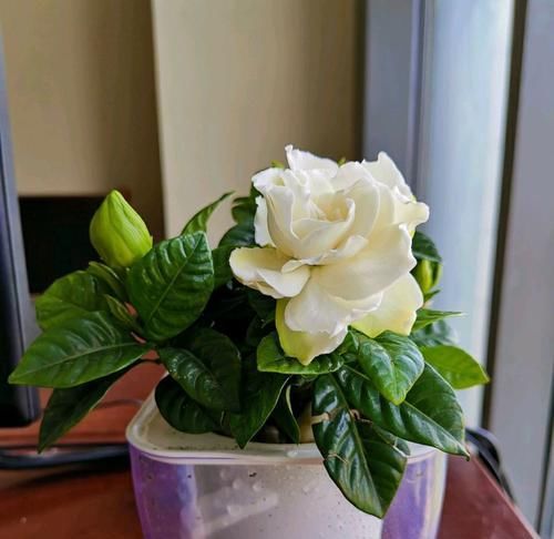  【栀子花】栀子花叶片总是无光泽，还不发新芽，脱盆以后见真章，祸端在此