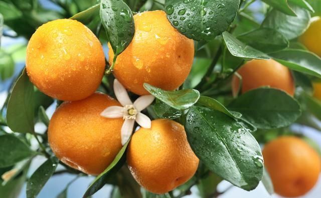 很多年轻人都开始回乡创业了，那么在农村种植什么东西最赚钱？