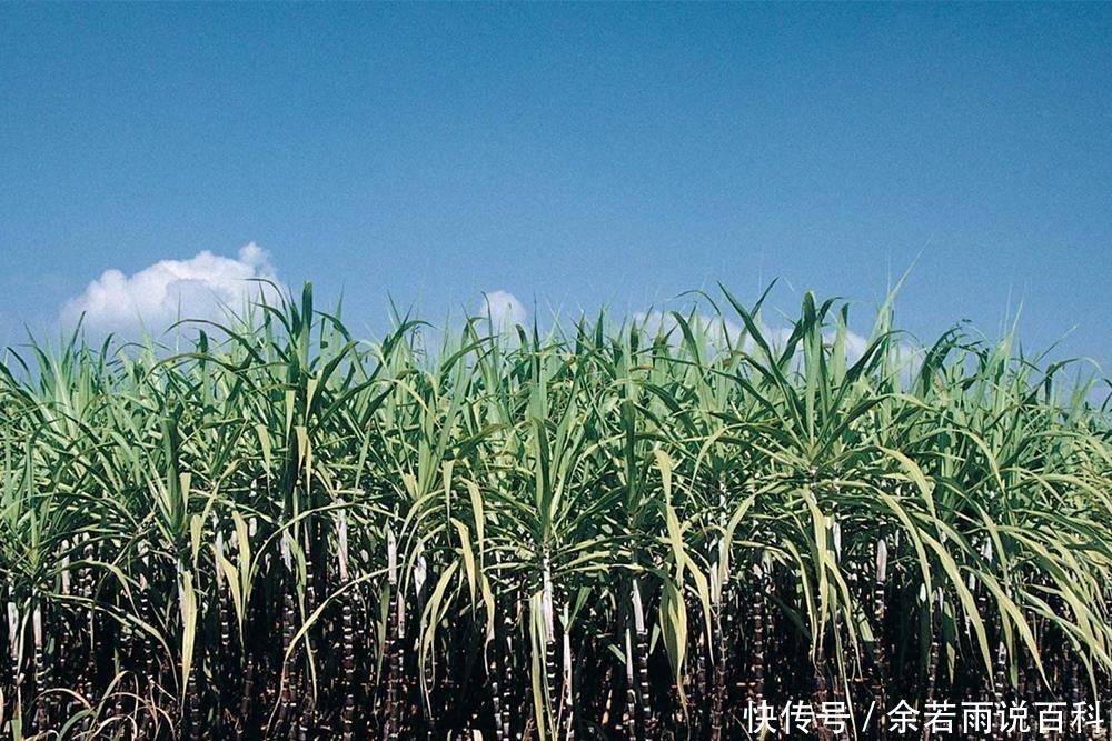  【愿意】价格一年比一年贵，1亩地可产8吨，不愁销路，但农民却