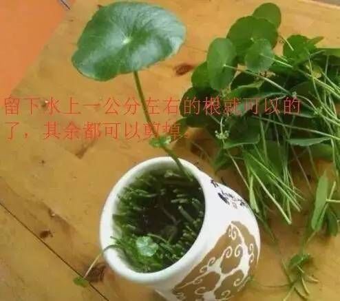 #后长#快死的花用这个方法养护,一个月后长疯了!