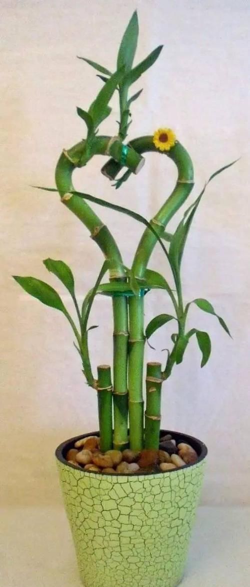  『盆栽』常见12种植物养成不可思议的盆栽！