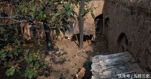  小牛犊■一个农村农民，生态养牛20头，能不能赚钱呢？每年赚多