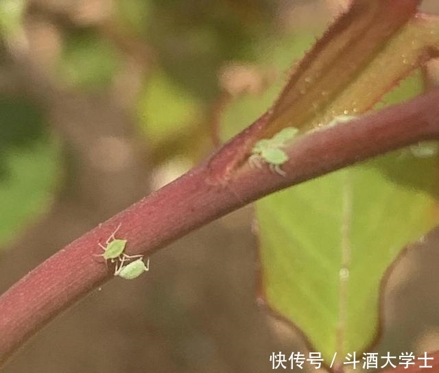  『蚜虫』月季花遭殃了，被蚜虫大军包围，“小白药”伺候上，统统杀光光