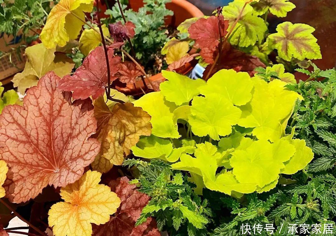  『矾根』4种花就要多晒，太阳下面会变色，叶子比花还好看！