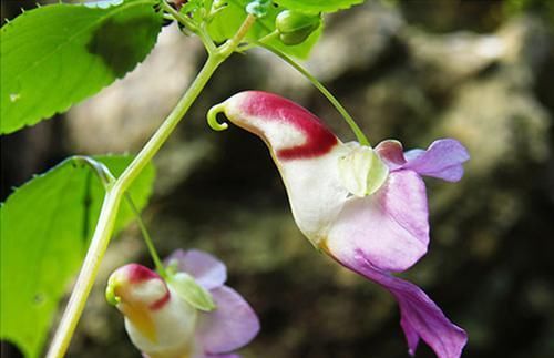  【就像】?12种“奇特的花”，偷偷长在野外，您见过没