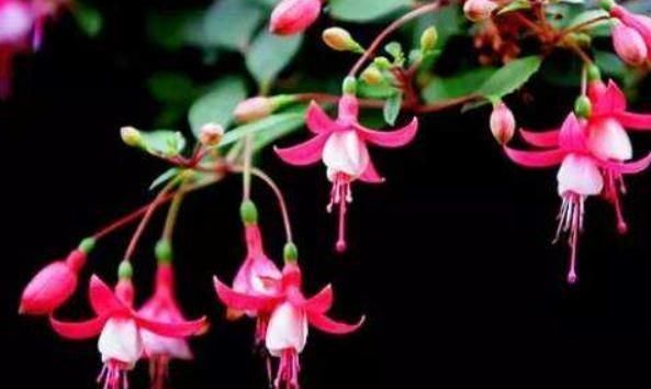  「花帘」倒挂金钟成“花帘”，就靠10天一口“它”，花儿蹿得快，盆盆爆满