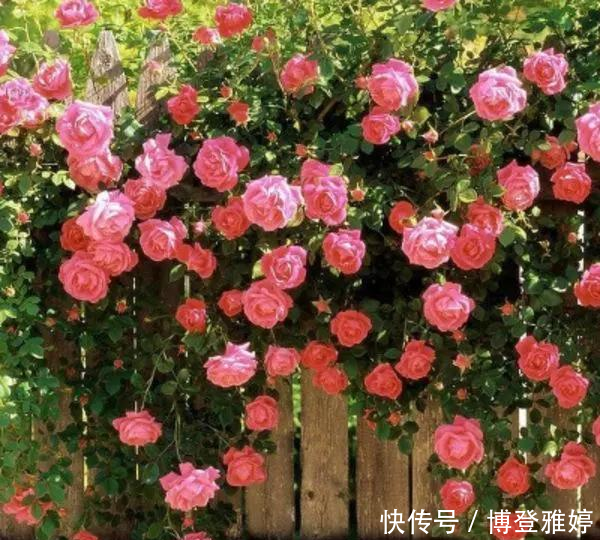 适合@我国这几种花卉,都适合在院子里种植,有条件的建议种几株