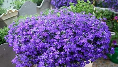  「漂亮」5种花号称“开花机器”，一年能开花300多天，家里养几盆，太美了